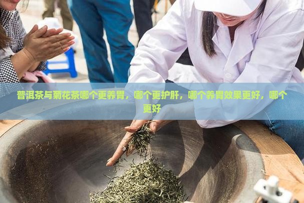 普洱茶与菊花茶哪个更养胃