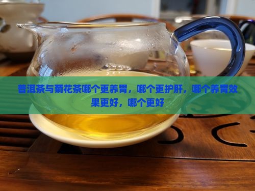 普洱茶与菊花茶哪个更养胃