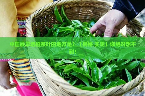 中国最早培植茶叶的地方是