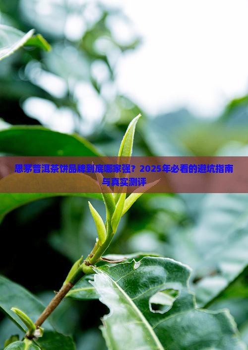 思茅普洱茶饼品牌