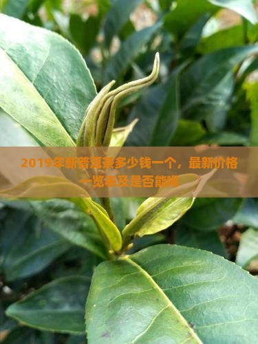 2019年新普洱茶