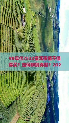 98年代7532普洱茶