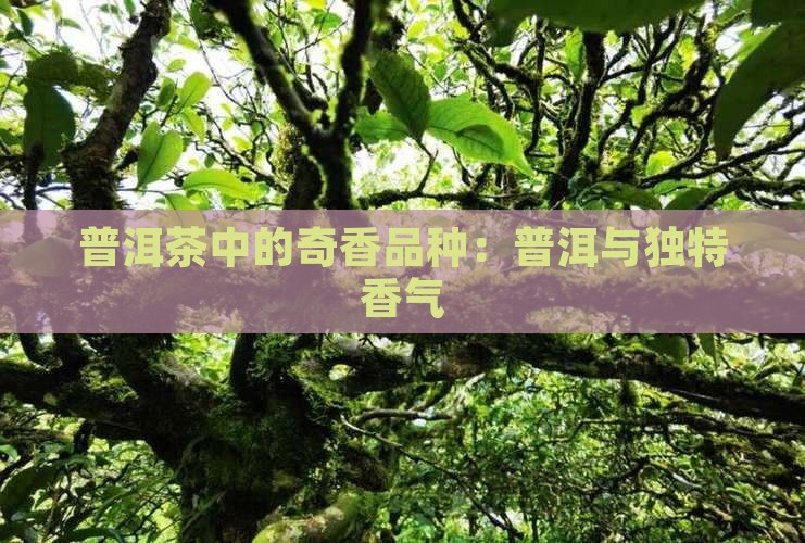 普洱茶中的奇香品种