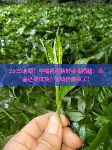 中福合和茶叶怎么样