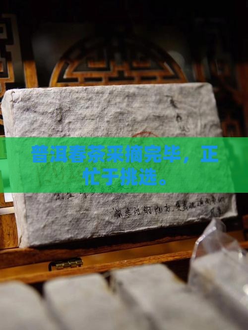 普洱茶春茶已采完正忙着挑