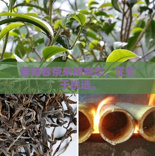 普洱茶春茶已采完正忙着挑