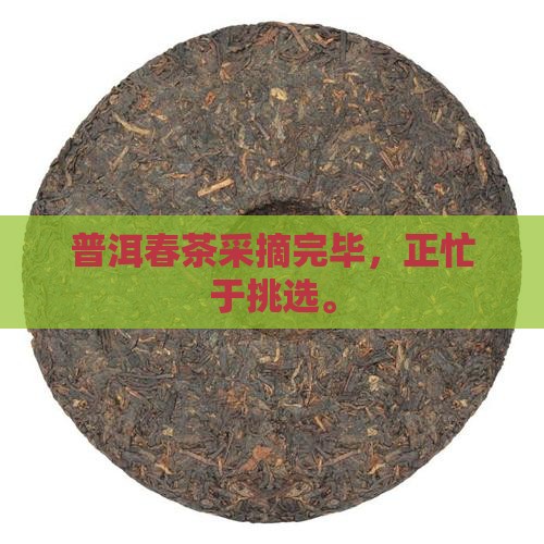 普洱茶春茶已采完正忙着挑