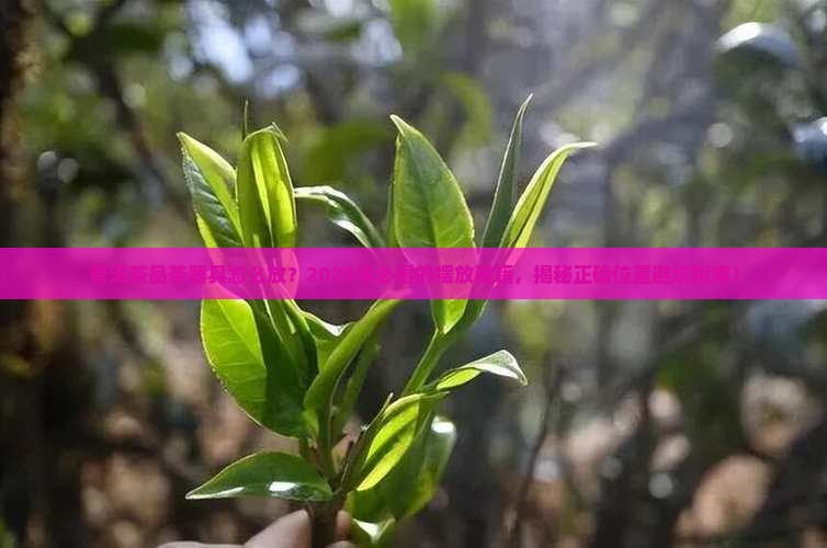 普洱茶品茶器具摆放位置