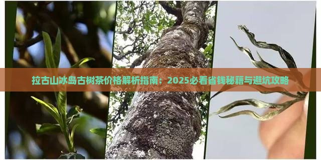 拉古山冰岛古树茶价格