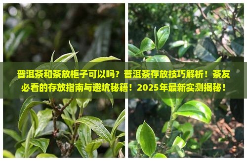 普洱茶和茶放柜子可以吗