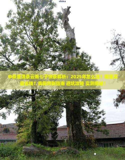 中茶普洱茶云南七子饼茶