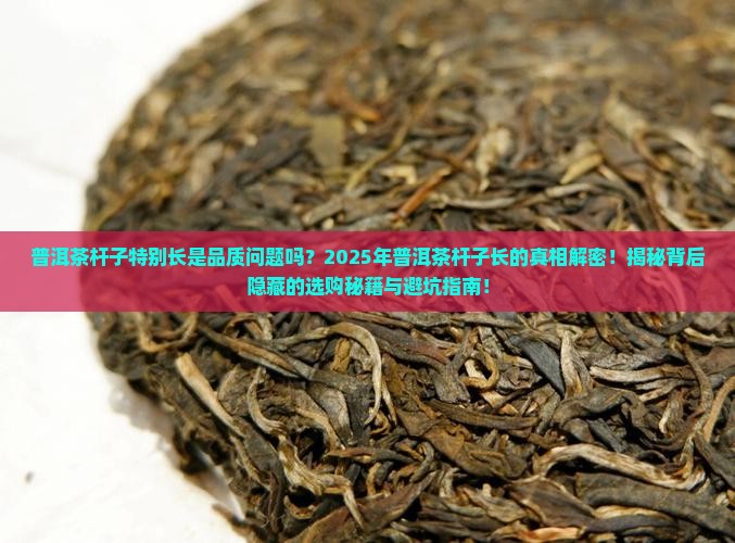 普洱茶杆子特别长