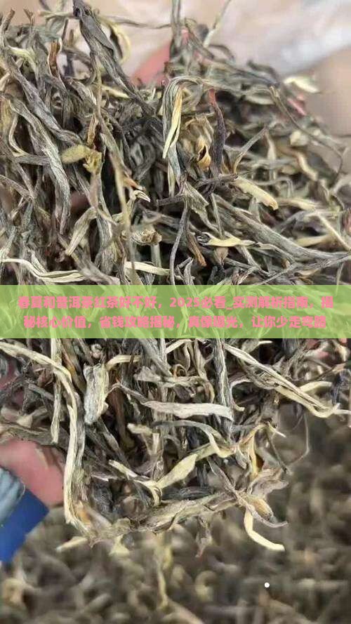 春夏和普洱茶红茶好不好