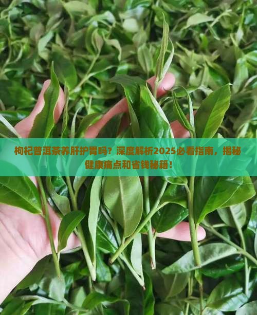 枸杞普洱茶养肝护胃吗