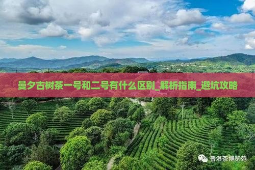 曼夕古树茶一号和二号有什么区别