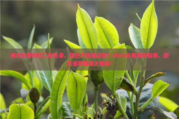 临沧古茶树第二批名录
