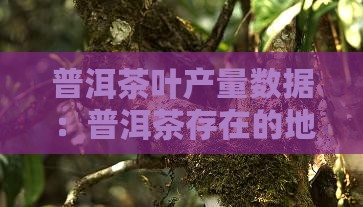 普洱茶存在的地方