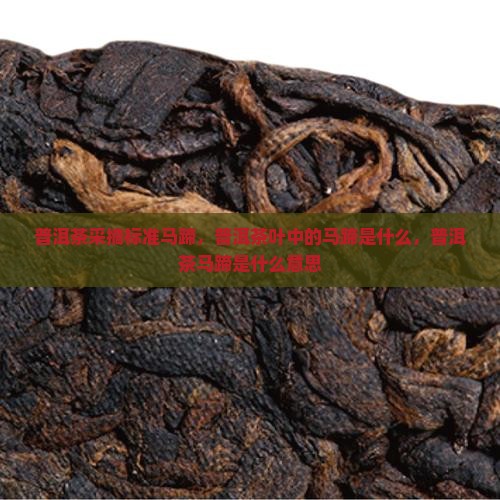 普洱茶采摘标准马蹄