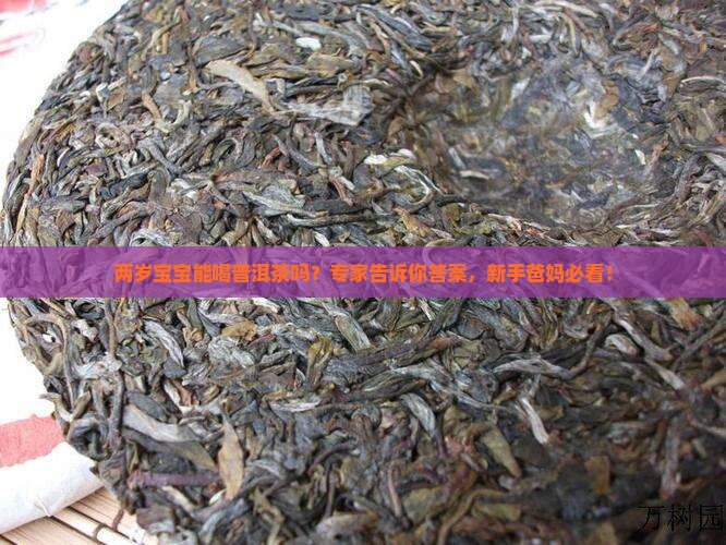 两岁宝宝能喝普洱茶吗