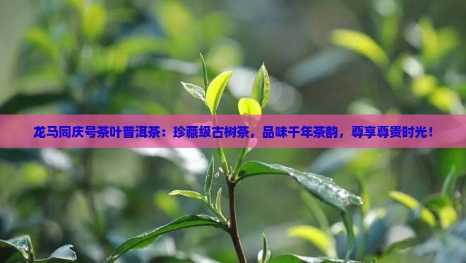 龙马同庆号茶叶普洱茶