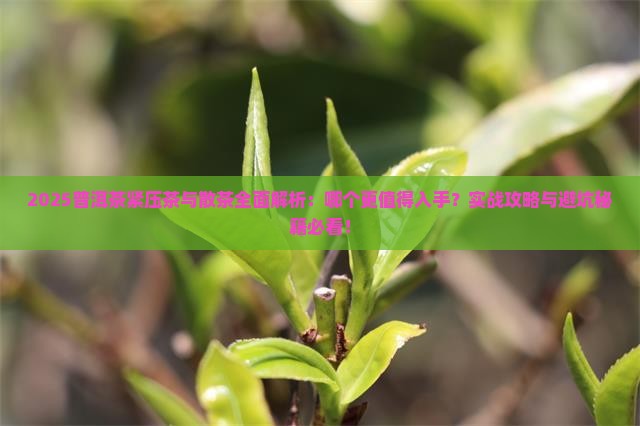 普洱茶紧压茶和散茶哪个好