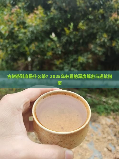 古树茶属于什么茶