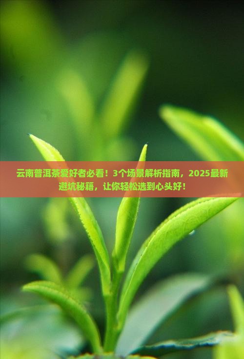 云南普洱茶的作品