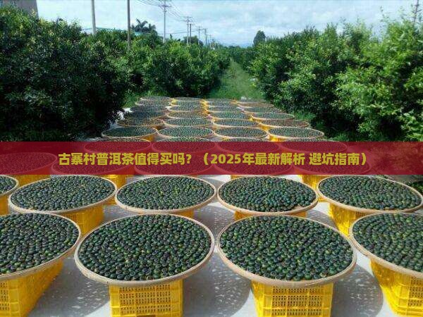 古寨村普洱茶能买吗