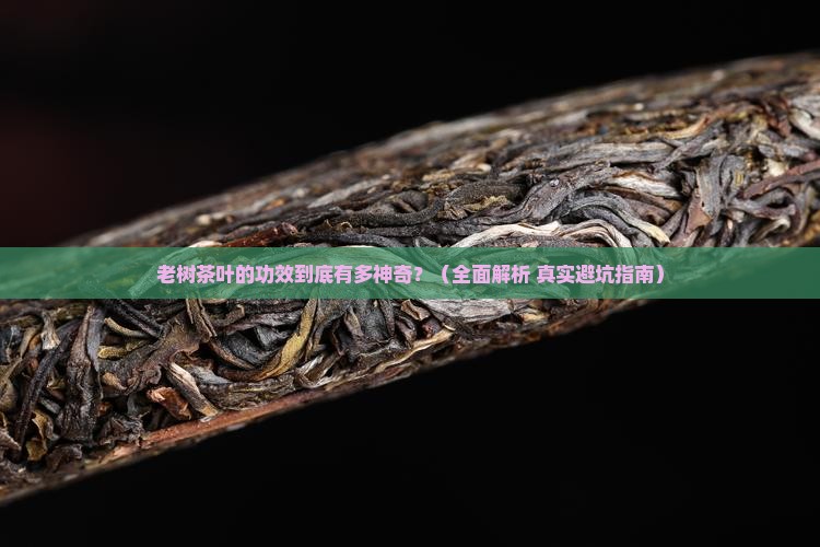 老树茶叶有什么功效
