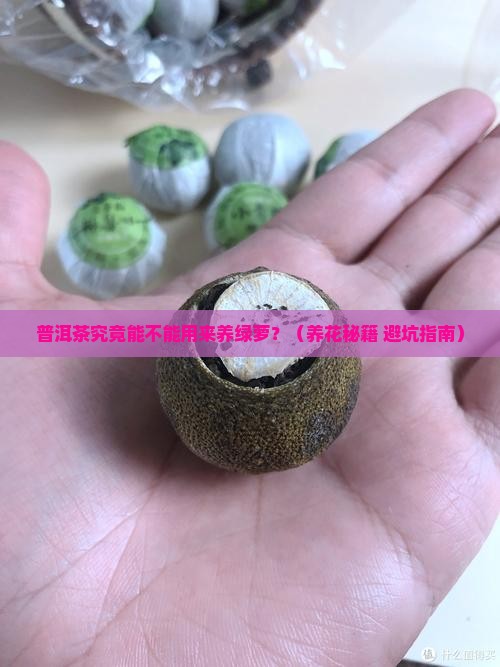 普洱茶能不能养绿萝