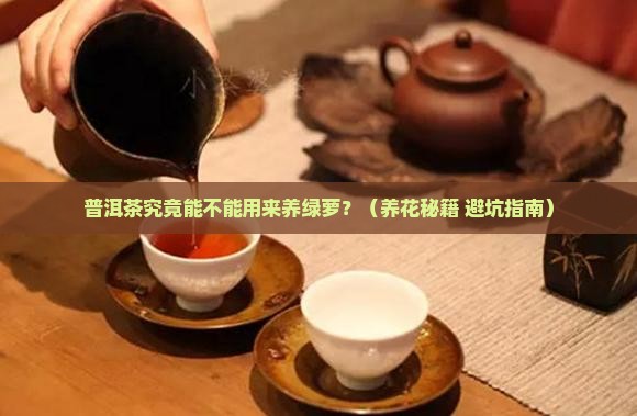 普洱茶能不能养绿萝