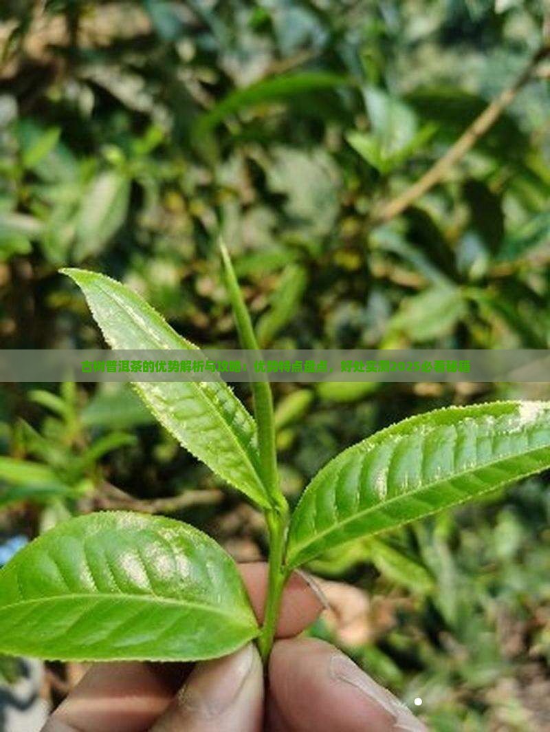 古树普洱茶的优势