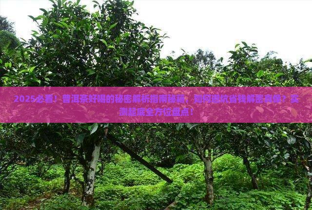 普洱茶好喝的秘密