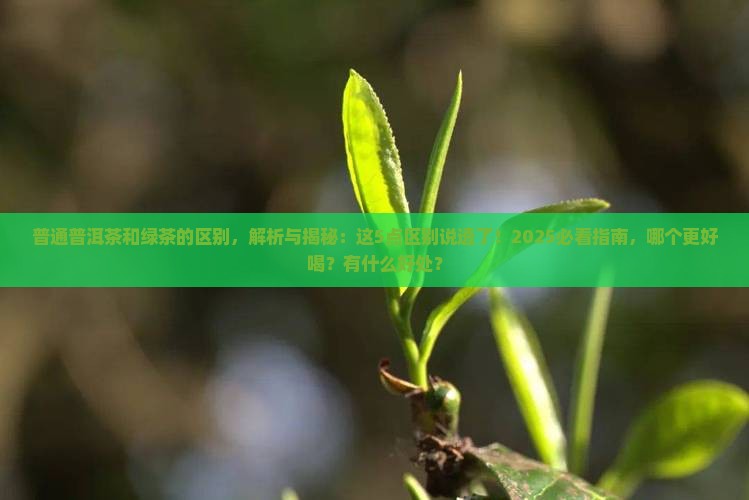 普通普洱茶和绿茶的区别