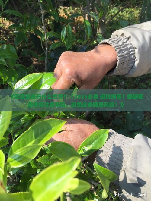 铜壶泡茶有什么危害