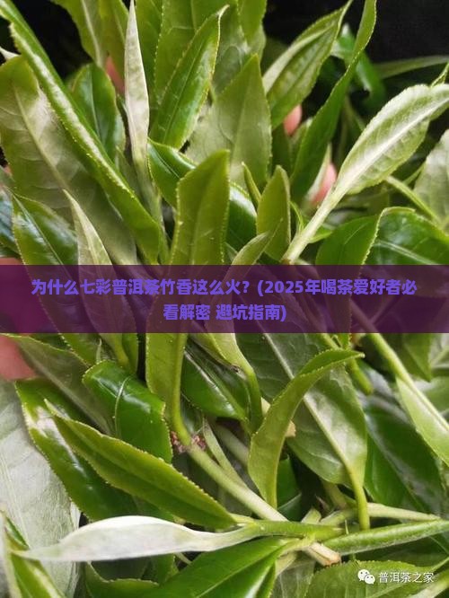 七彩普洱茶竹香 七彩普洱茶竹香