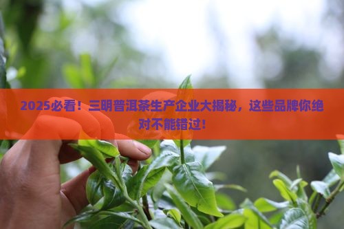 三明普洱茶生产企业有哪些