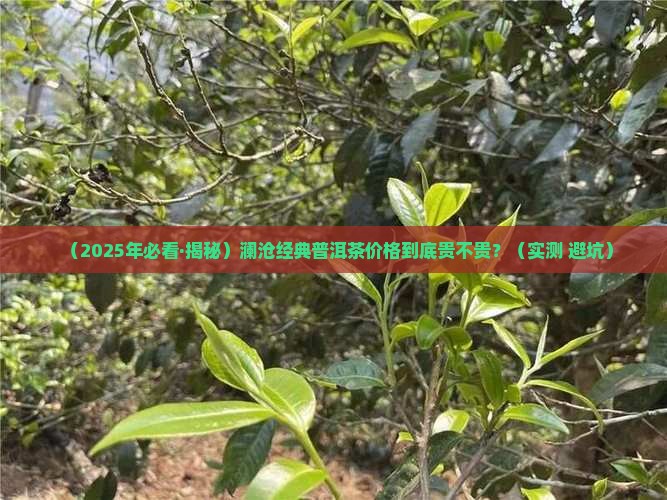 澜沧经典普洱茶价格