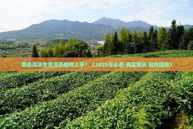 有哪些高级生普洱茶