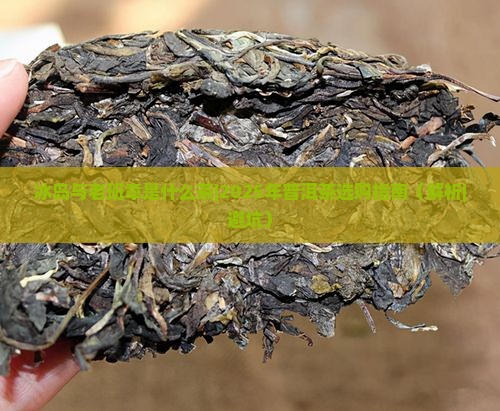 冰岛与老班章是什么茶