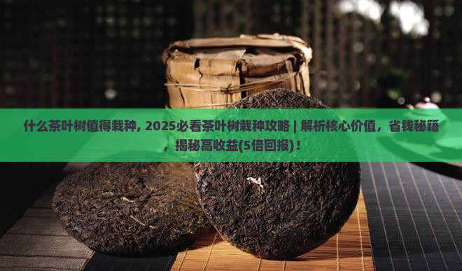 什么茶叶树值得栽种