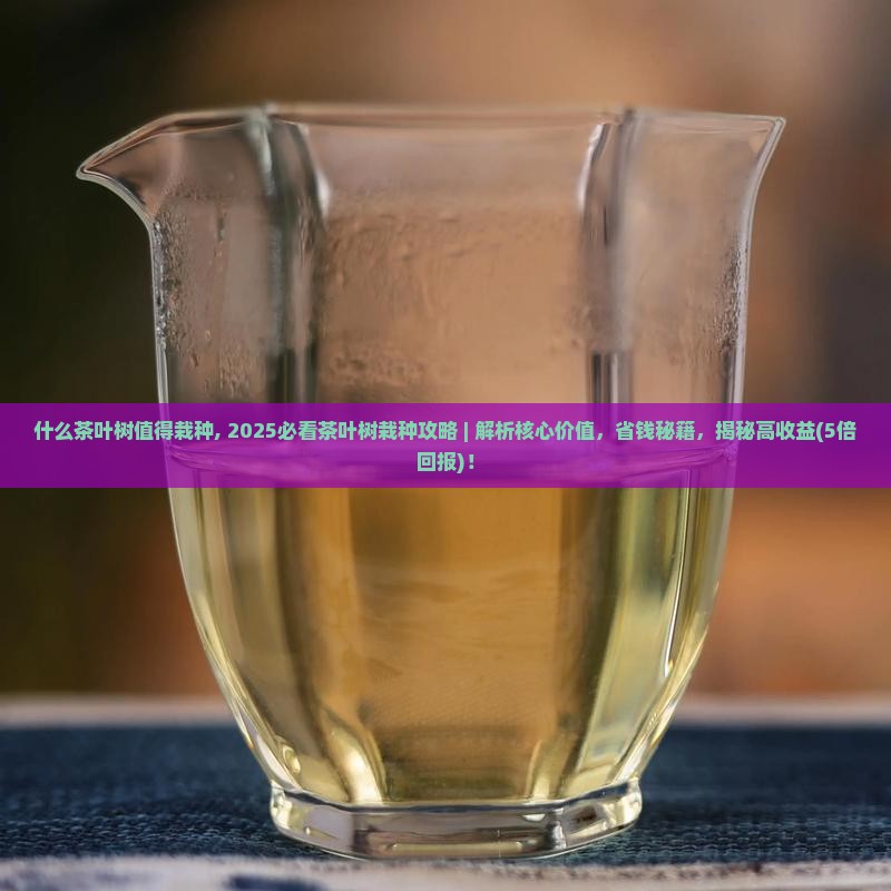 什么茶叶树值得栽种