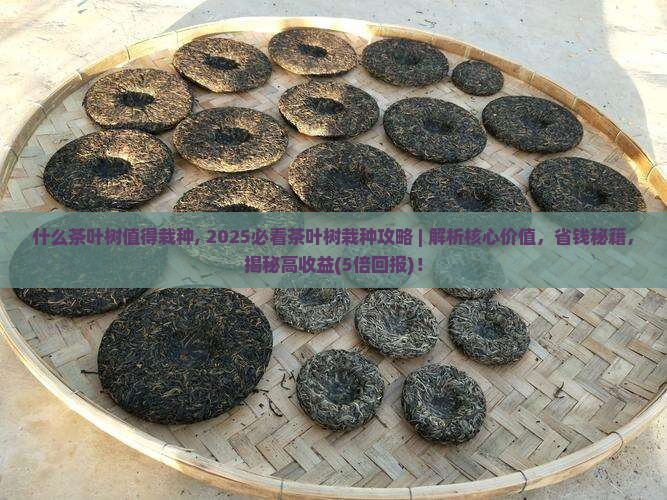 什么茶叶树值得栽种