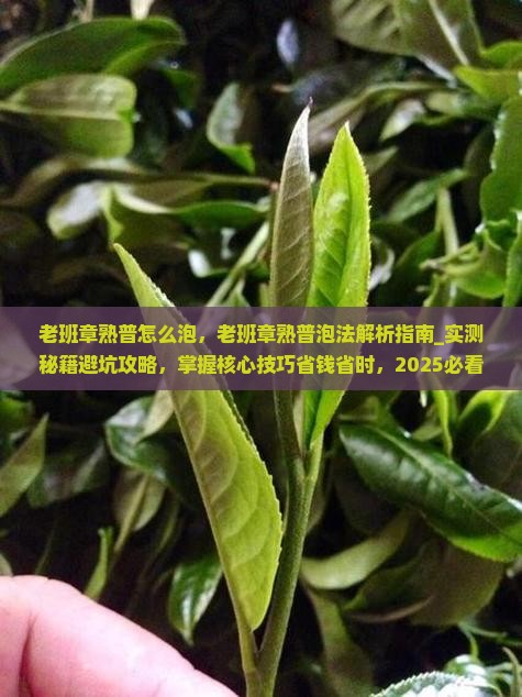 老班章熟普怎么泡