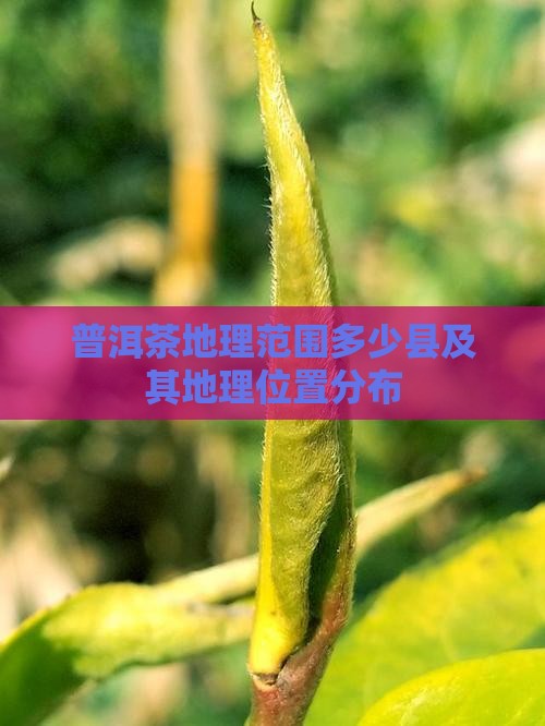 普洱茶地理范围多少县