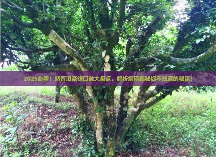 熟普洱茶饼有什么口味