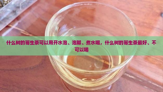 什么树的寄生茶可以用