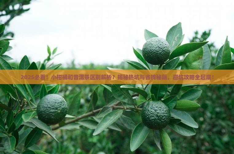 小柑橘和普洱茶区别 小柑橘和普洱茶区别