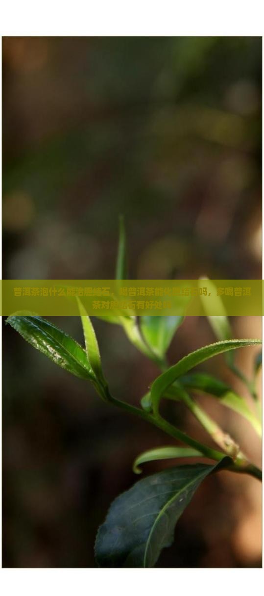 普洱茶泡什么能治胆结石