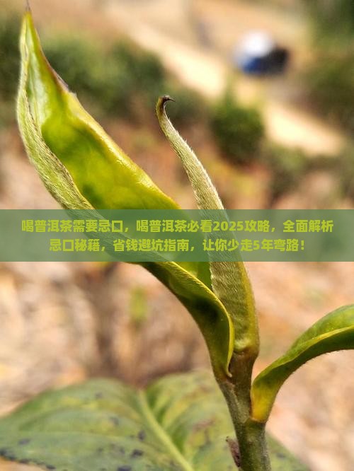 喝普洱茶需要忌口